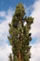 Pinus sylvestris Fastigiata IMG_8430 Sosna pospolita